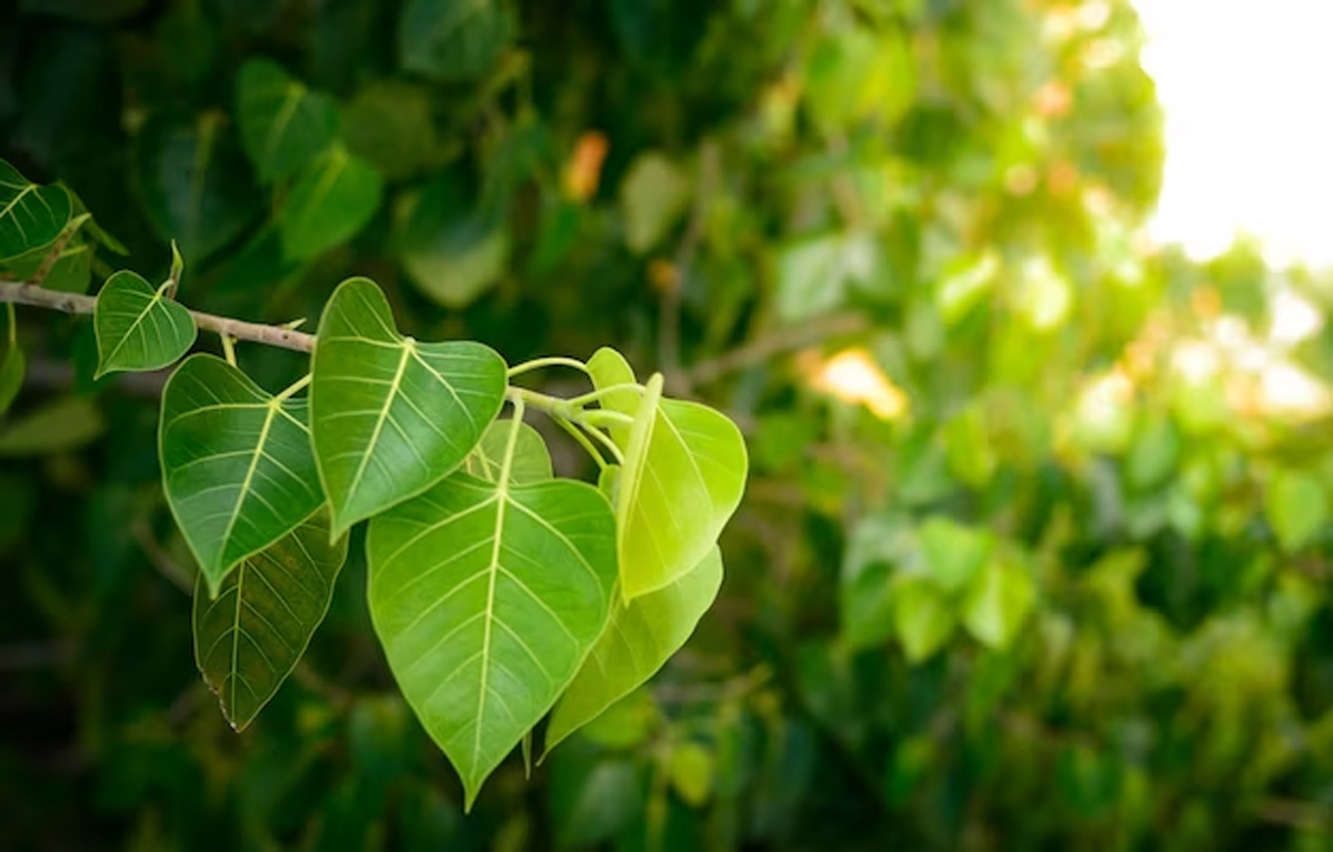 peepal tree significance
