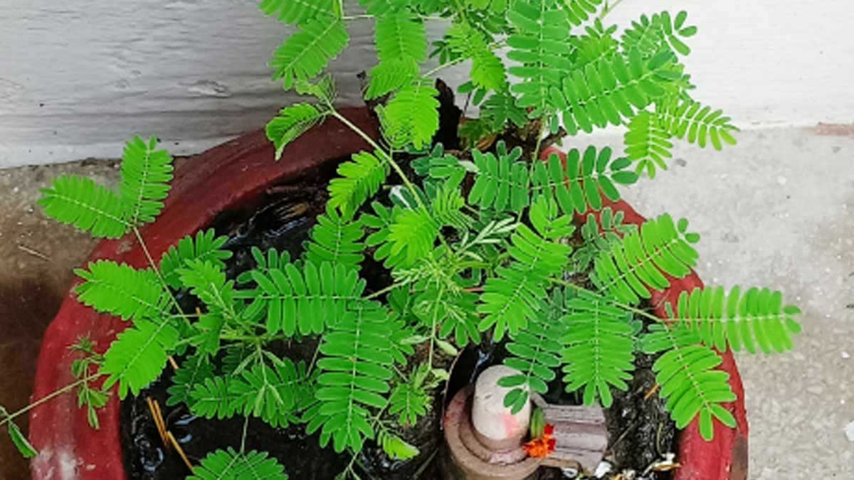 sahmi plant on sawan month