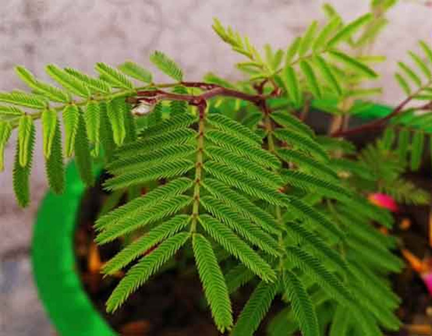 shami plant at home astrology