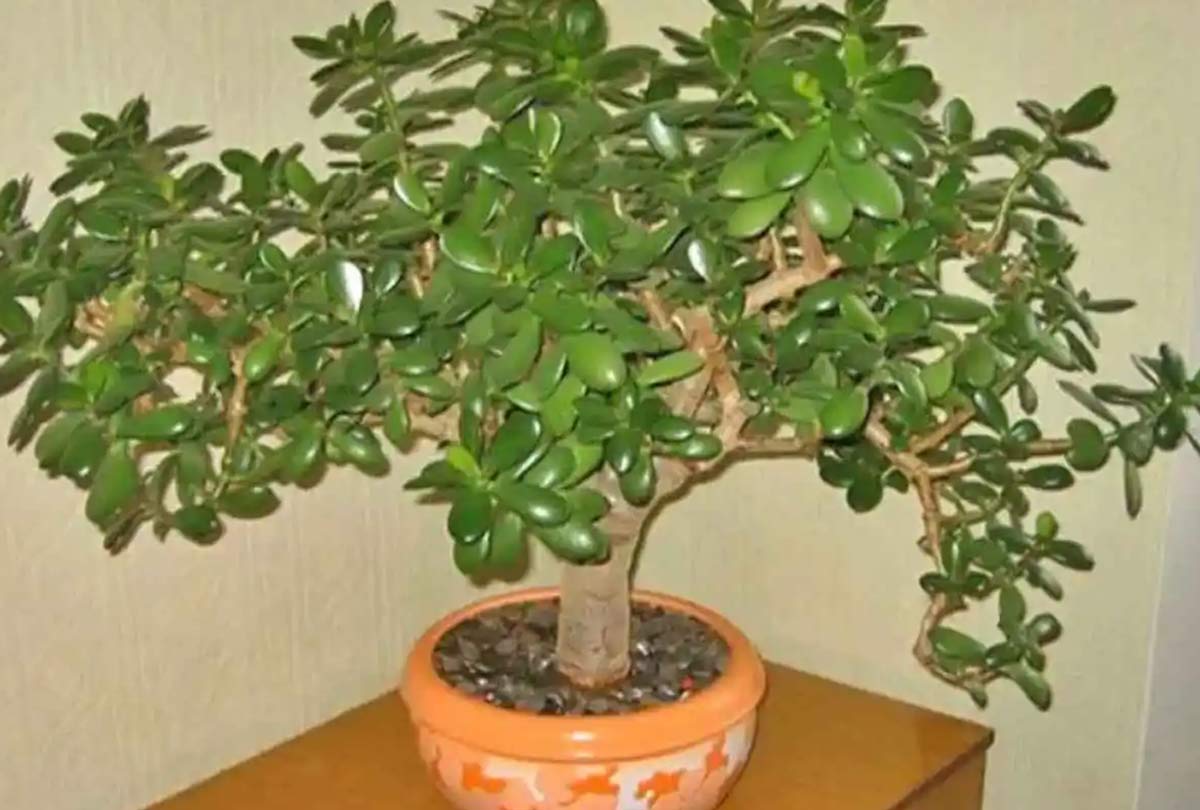 where to keep kuber plant at home