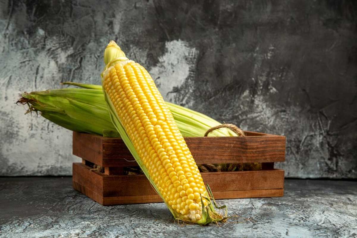 How and When to Pick Sweet Corn