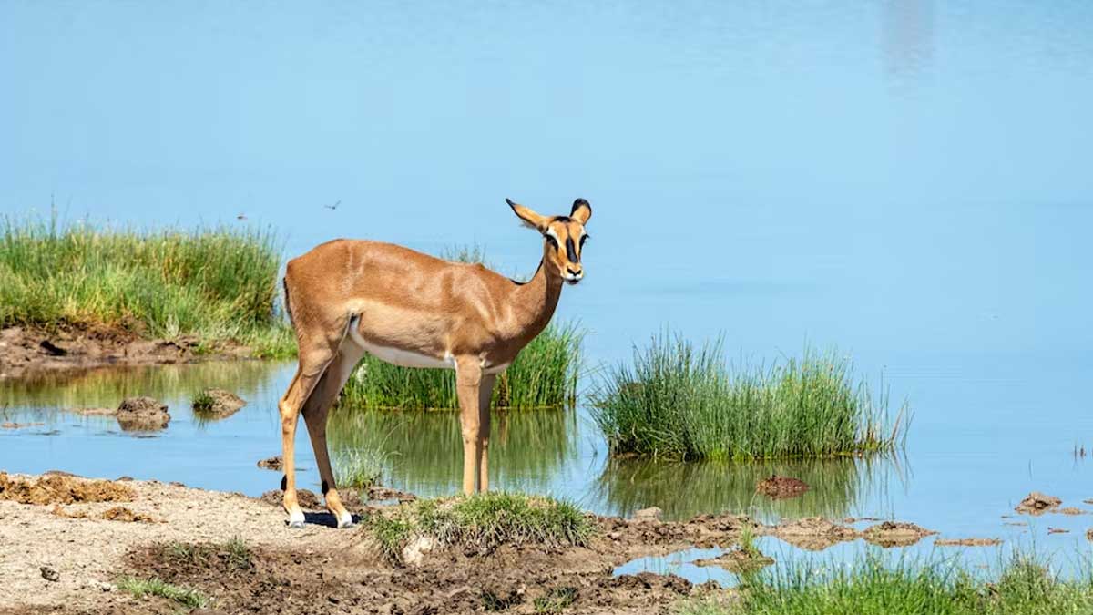 best wildlife sanchuaries of arunachal pradesh in hindi