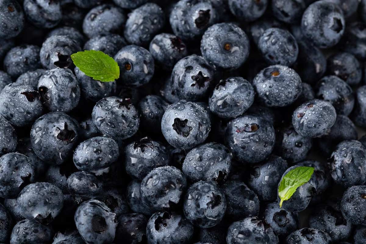 blue berry for kidney health
