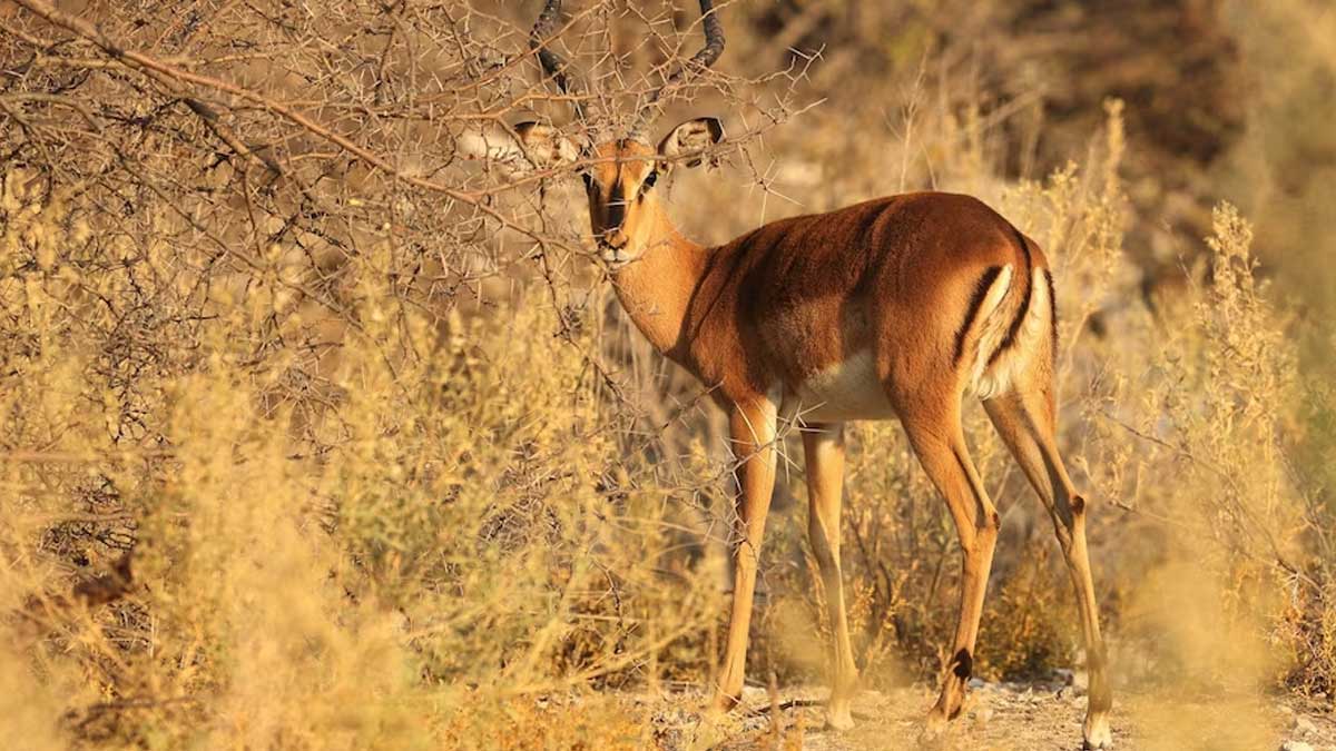 famous wildlife sanchuaries of arunachal pradesh you must visit once