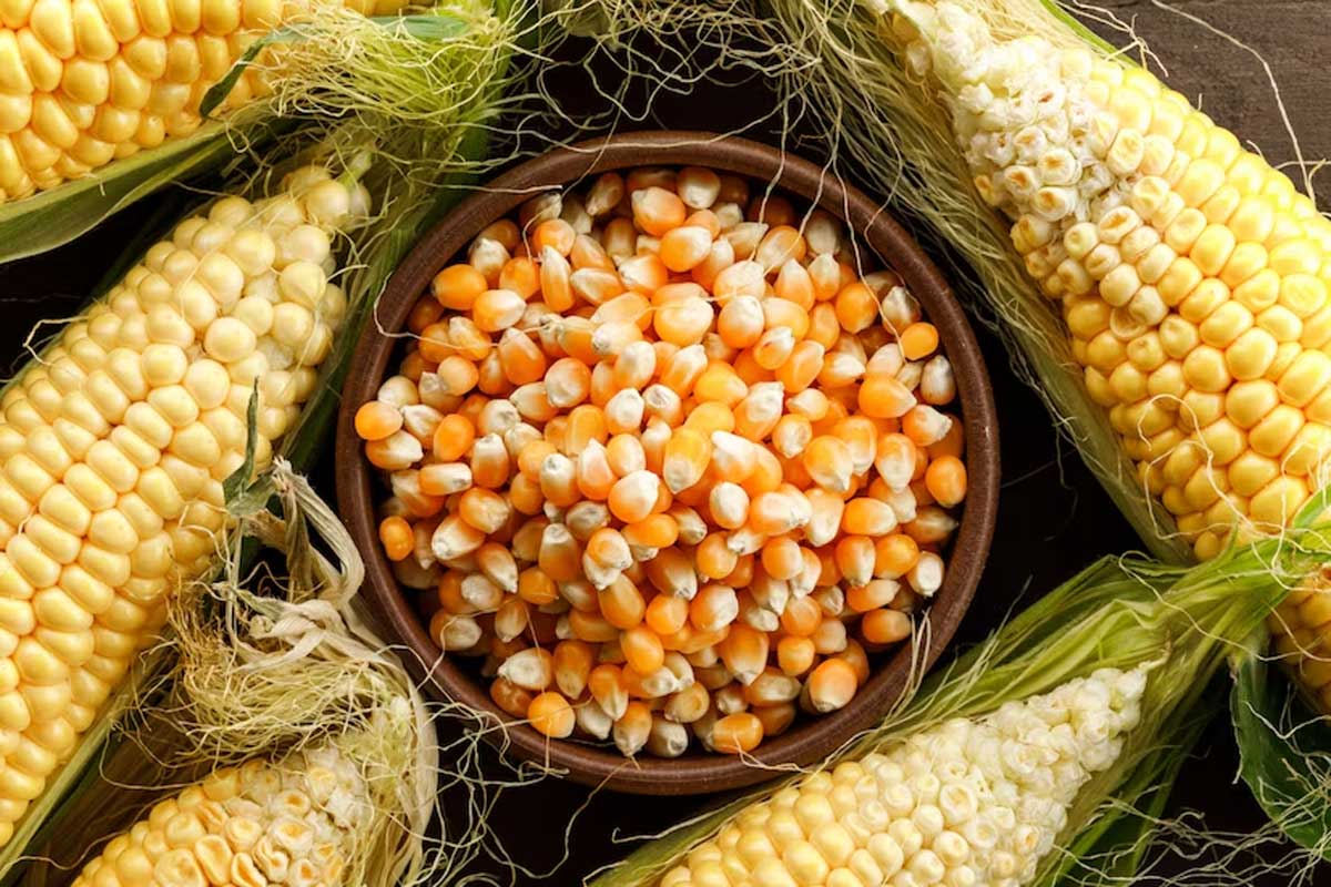 how to buy good sweet corn tips