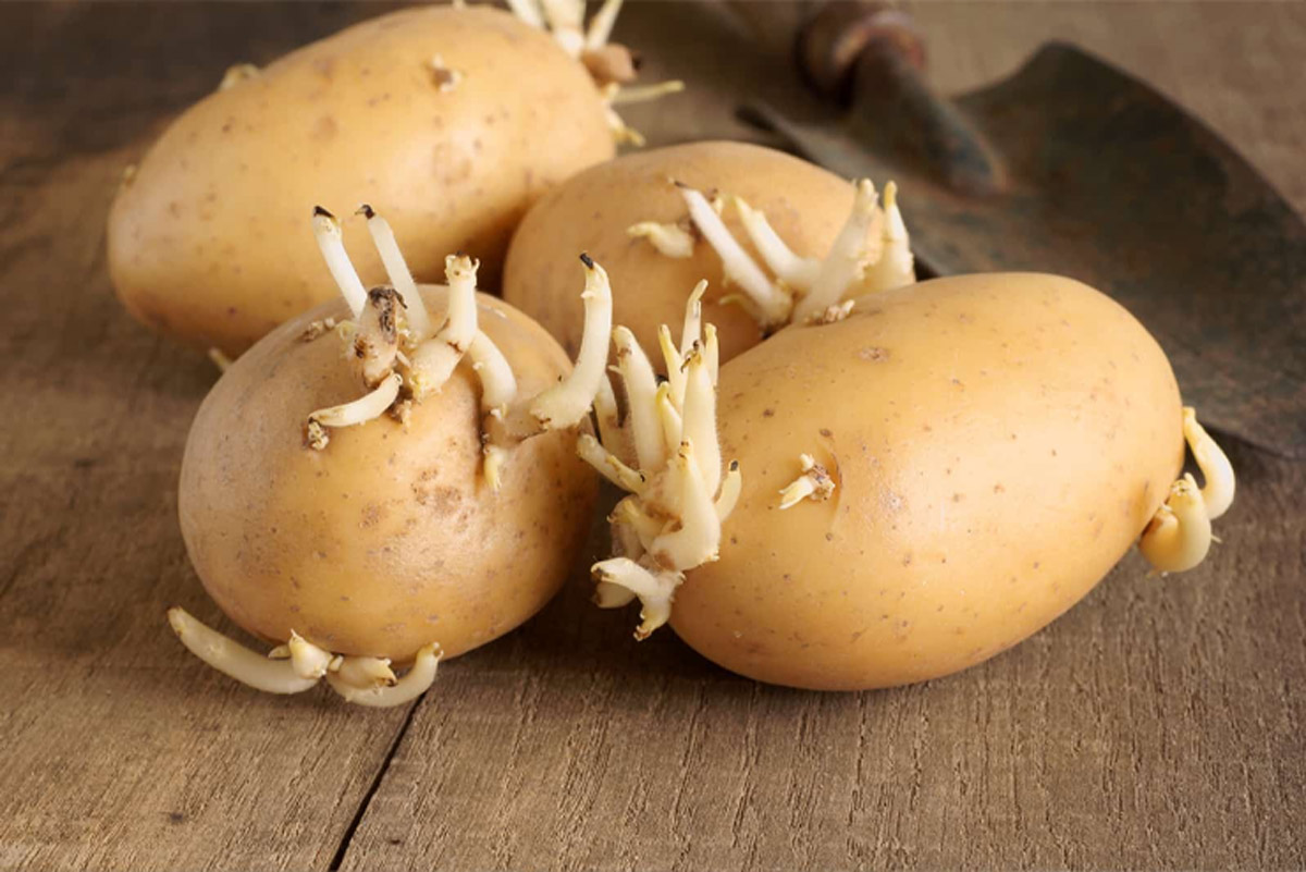 how to prevent potatoes from sprouting in summer at home
