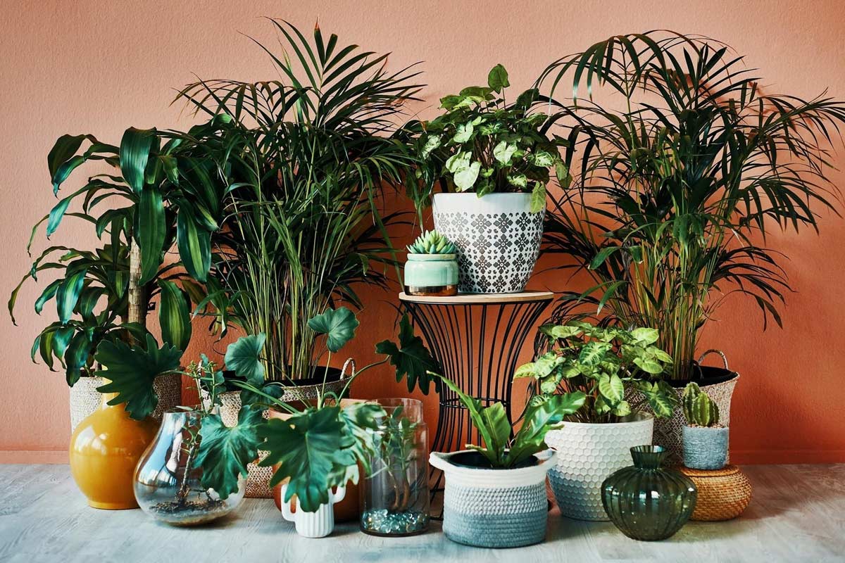 how to use gypsum powder in garden tips