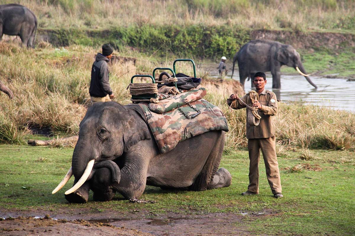 kaziranga national park details
