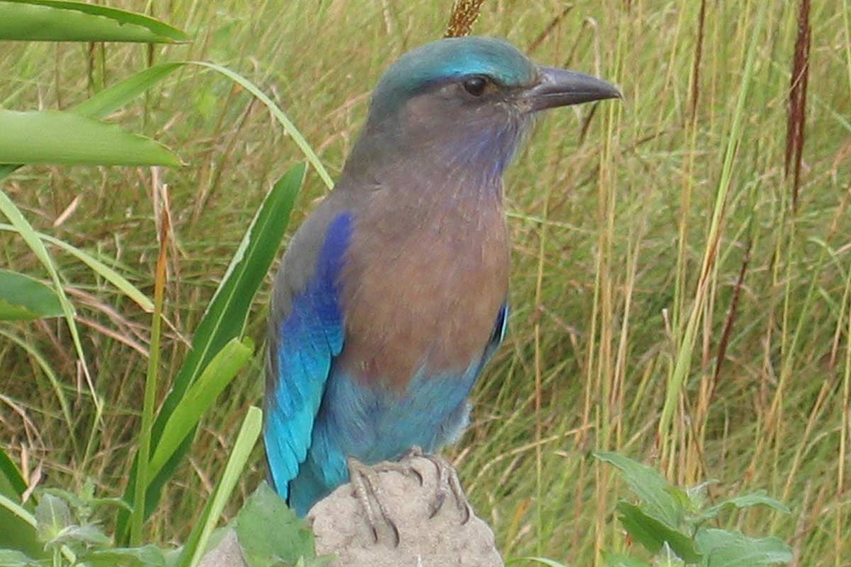 kaziranga national park in hindi