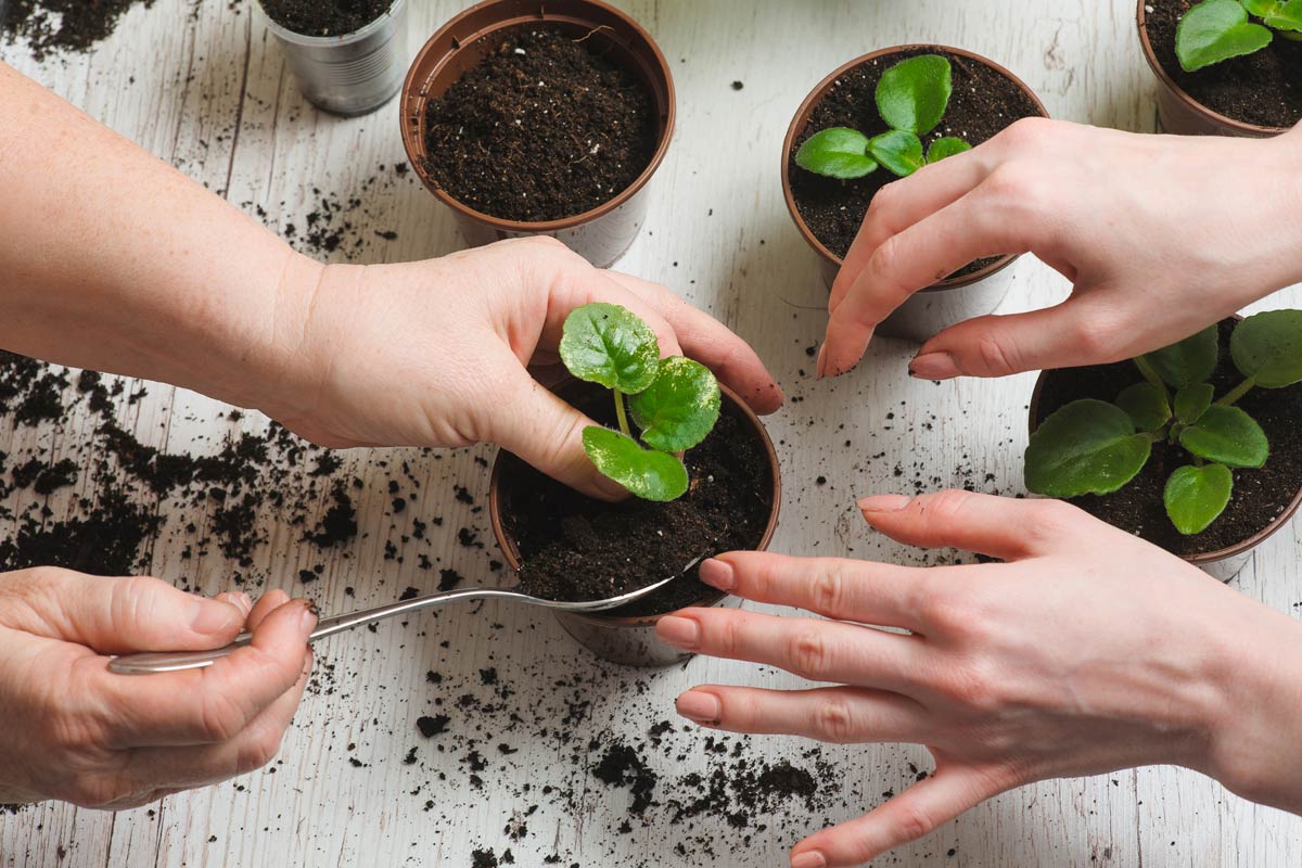 know how to use gypsum powder in garden