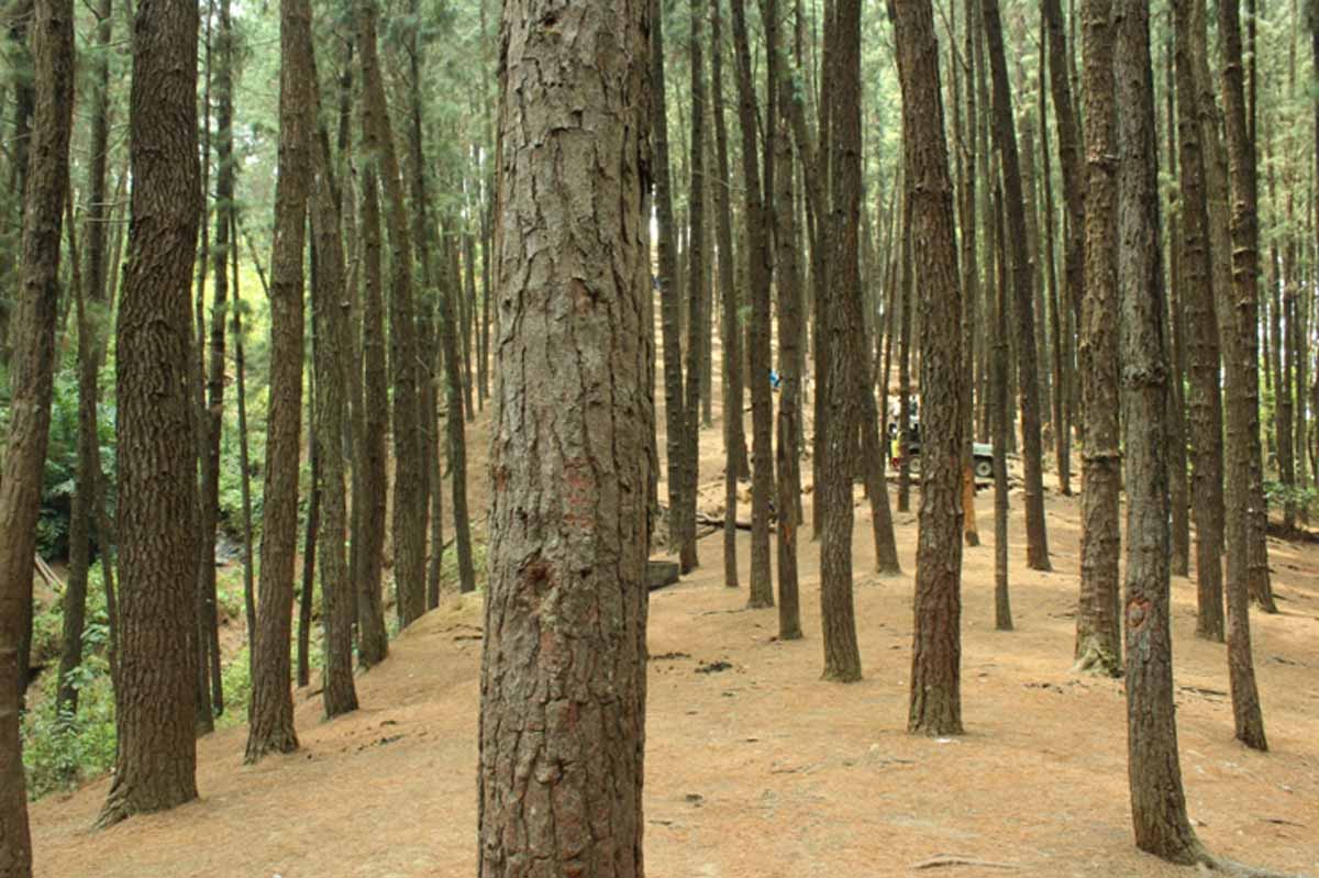 pine forest of kerala