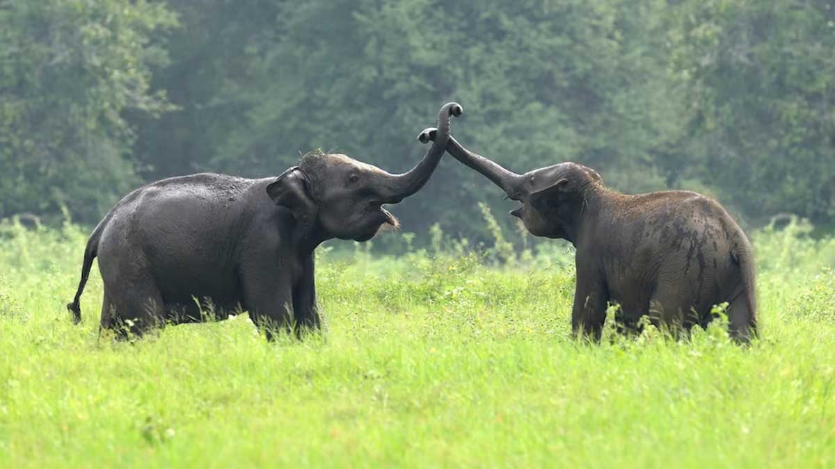 top wildlife sanchuaries of arunachal pradesh you must visit once