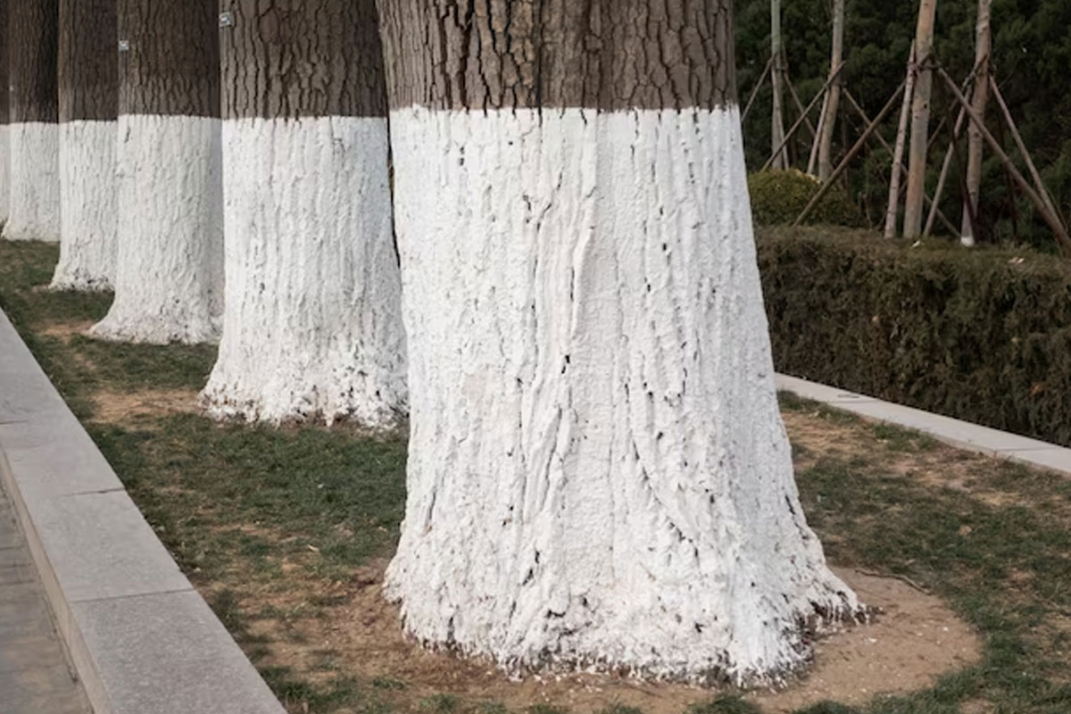 trees that are painted white