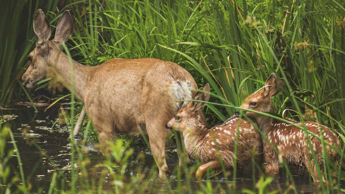 wildlife sanchuaries of arunachal pradesh