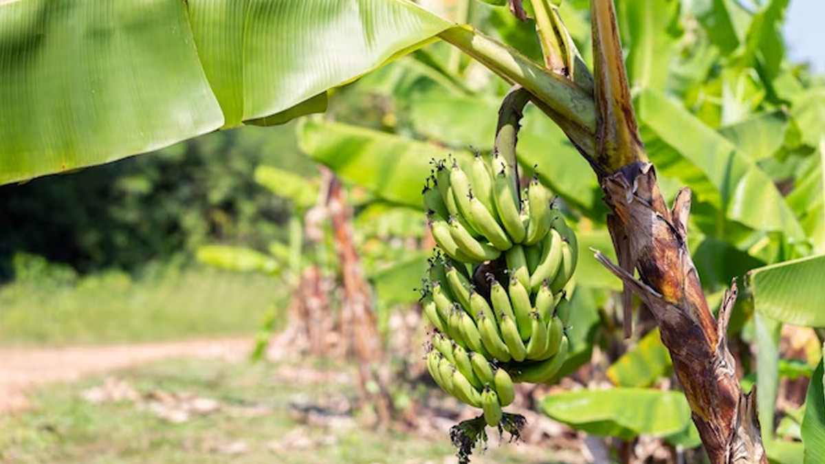 banana tree importance in hinduism