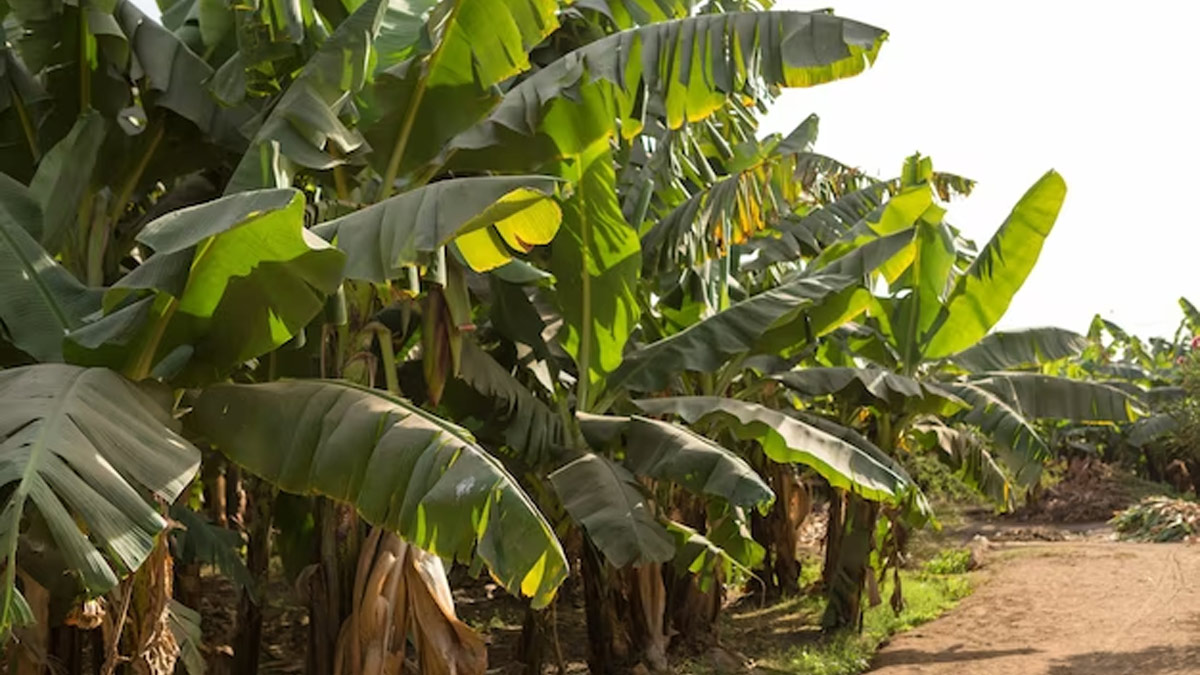 banana tree worship benefits