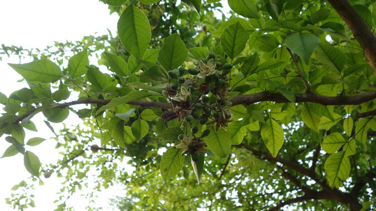 bel patra uses for puja vidhi in hindi