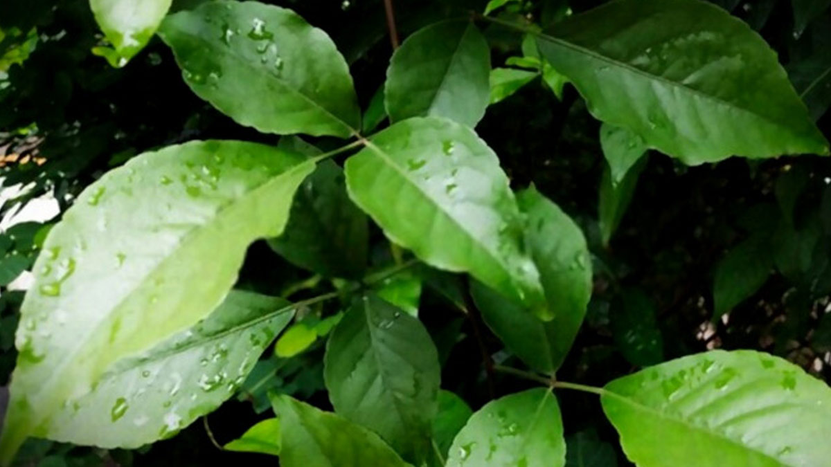 bel patra uses in hindi