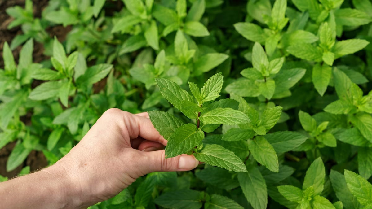how to check mint leaves