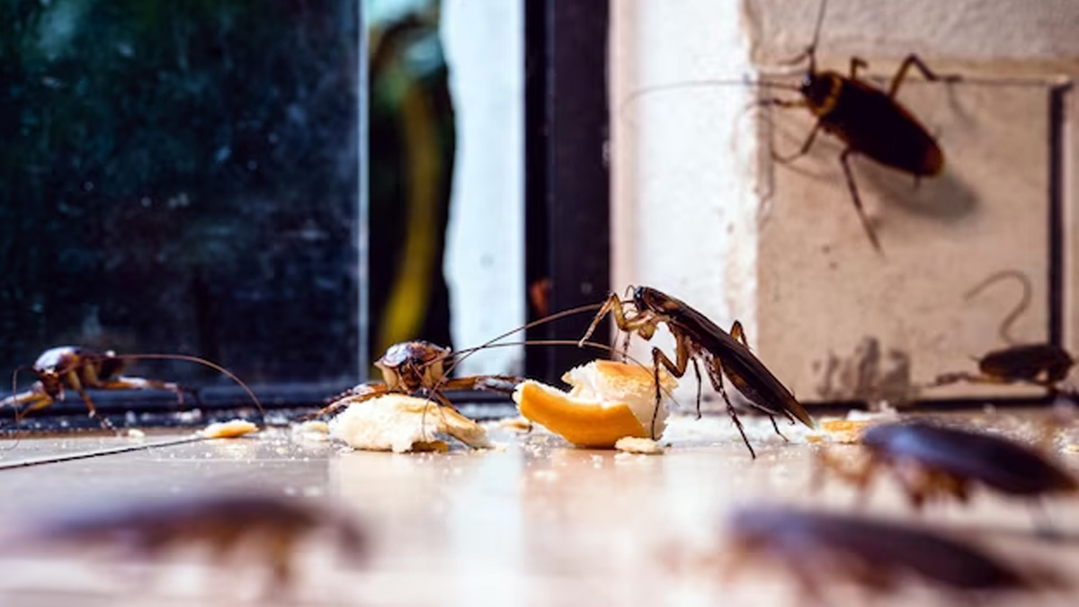 how to get rid of cockroaches naturally