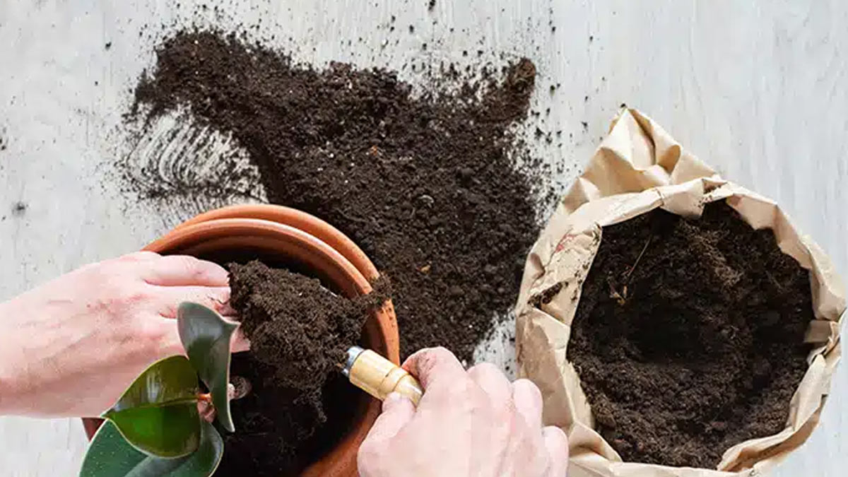 how to use jackfruit peel for fertiliser tips