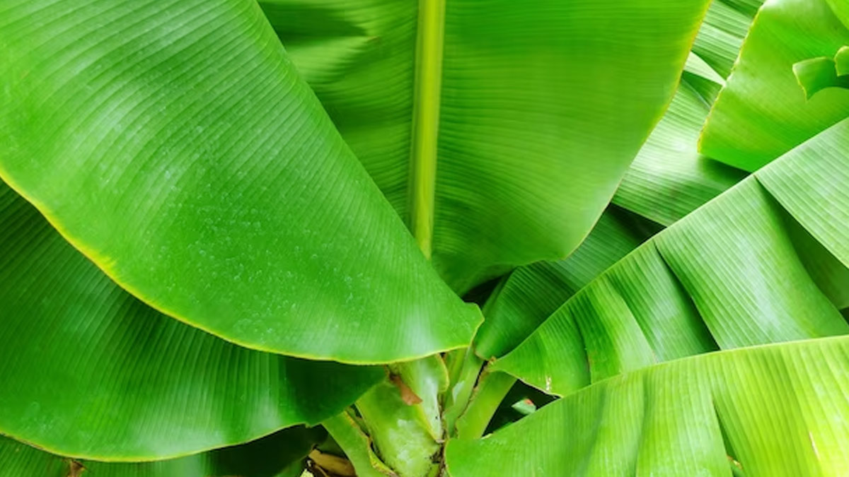 importance of banana tree in astrology