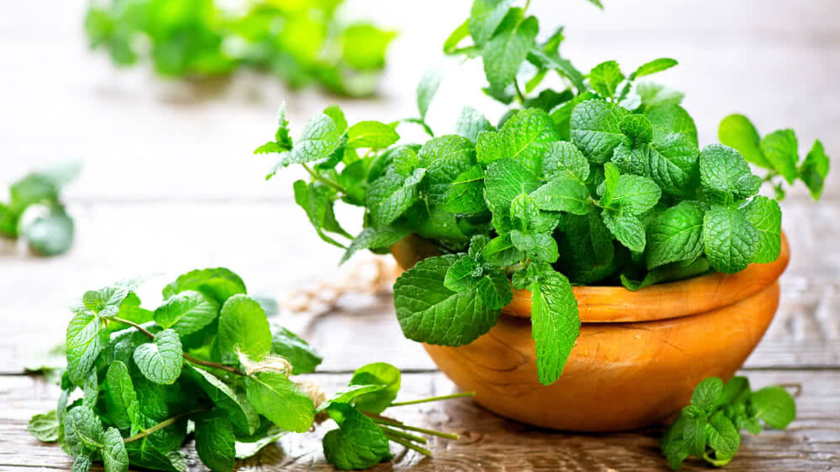mint leaves plant in hindi