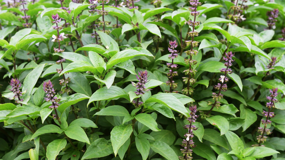 tulsi plant variety how to grow