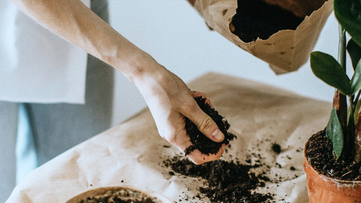 ways to use jackfruit peel for fertiliser