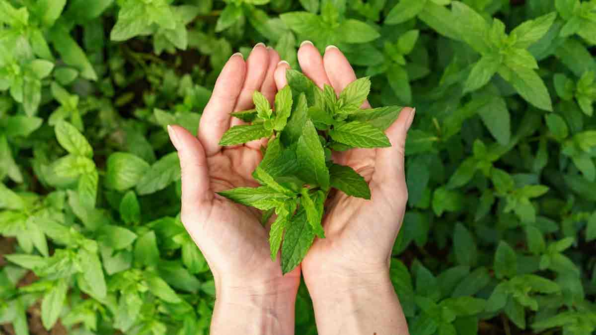 PUDINA PLANT FOR HOME