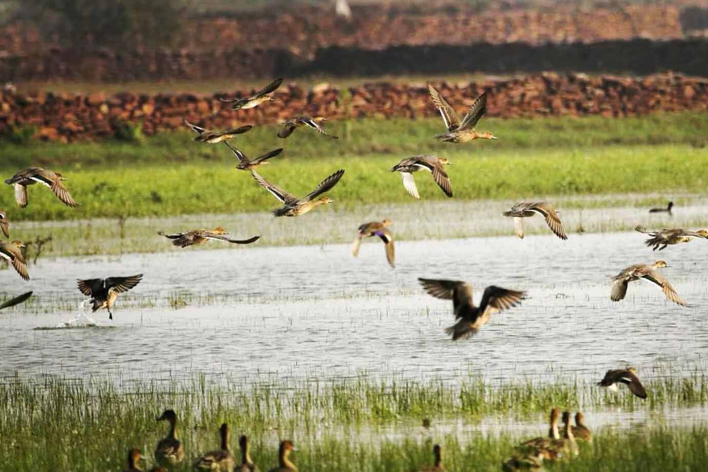 Ramsagar Sanctuary Dholpur Tourism