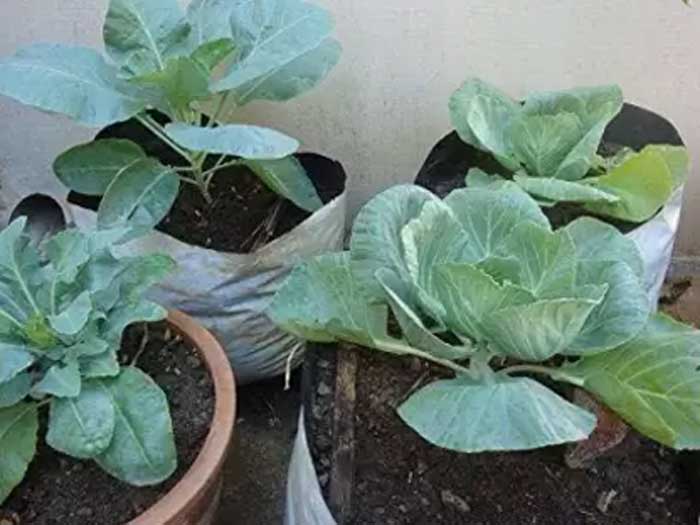 about vegetables to grow at home
