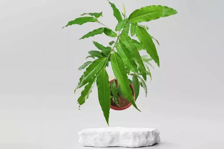 ashoka tree benefits in astrology