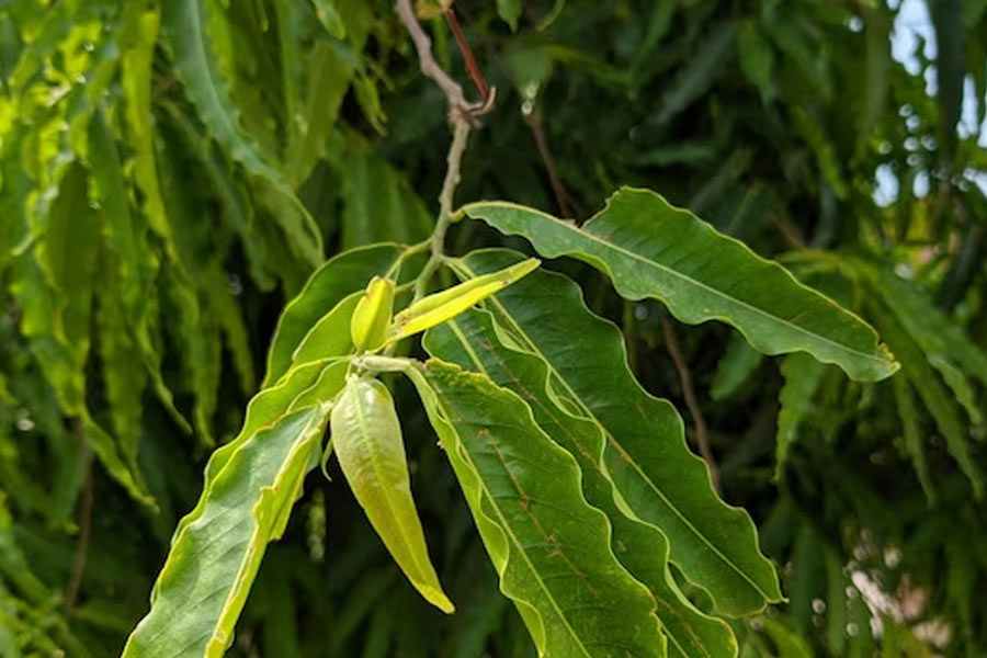 benefits of ashoka tree in house