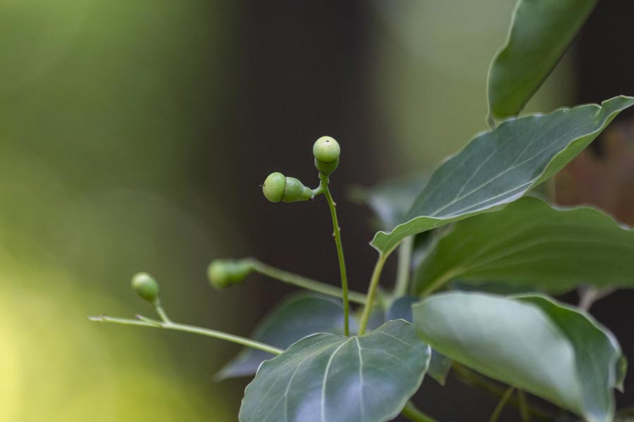 camphor plant direction