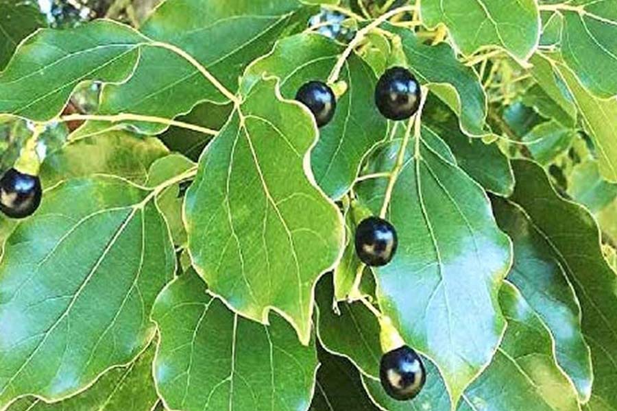 camphor plant vastu for home