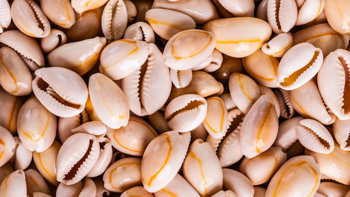 cowries for evil eye