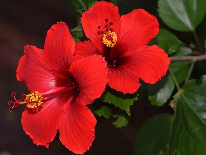 easy tips to use hibiscus flower for white hair problem