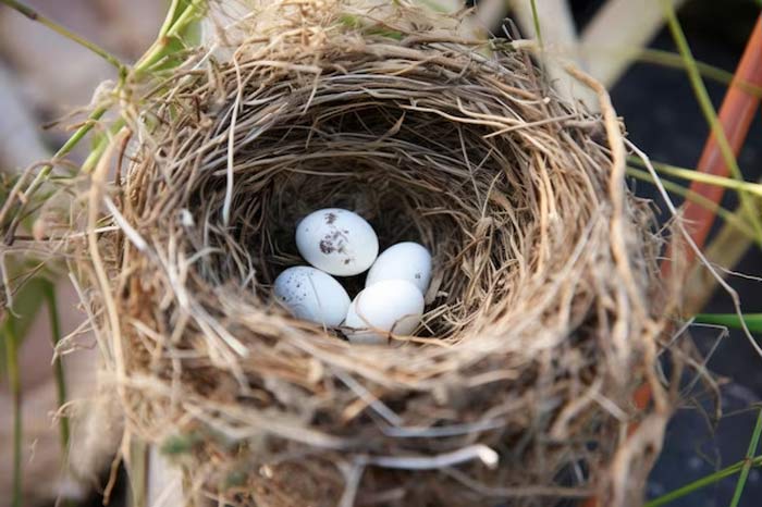 eggs in balconey benefits