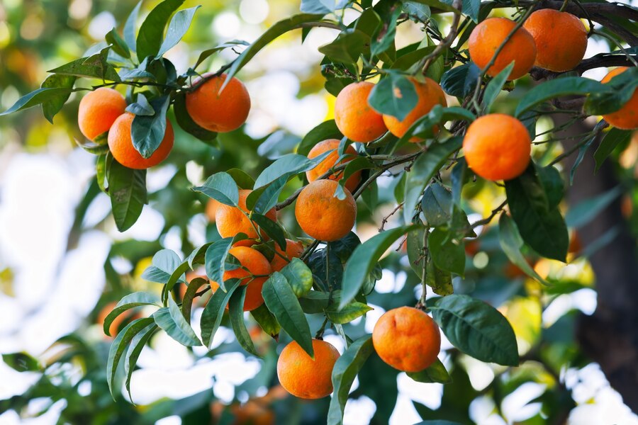 fruit plants indoors orange