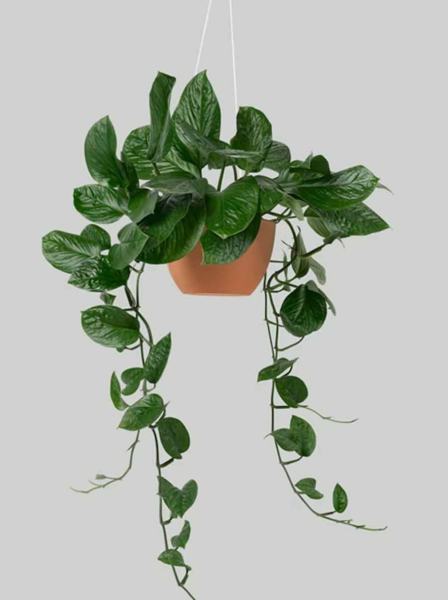 hanging plant at home decor