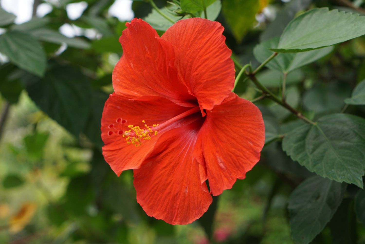 hibiscus full of flowers