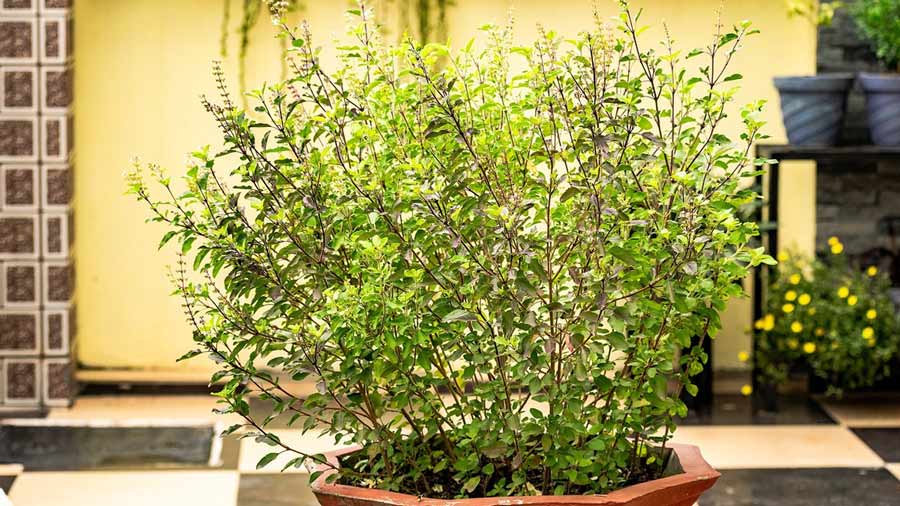 how to perform tulsi puja on kartik purnima