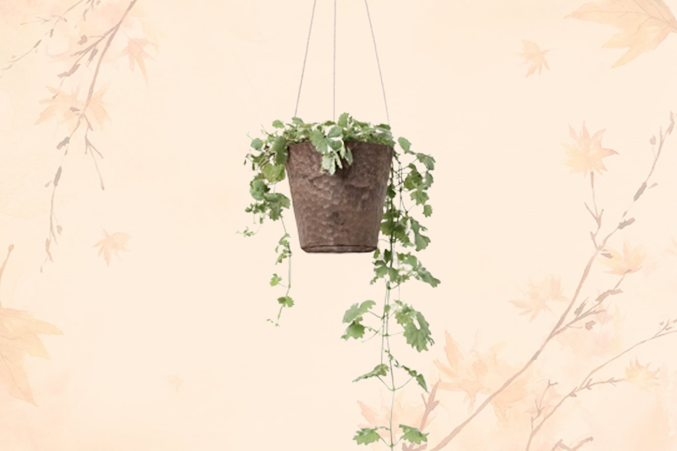 how to place hanging plant at home