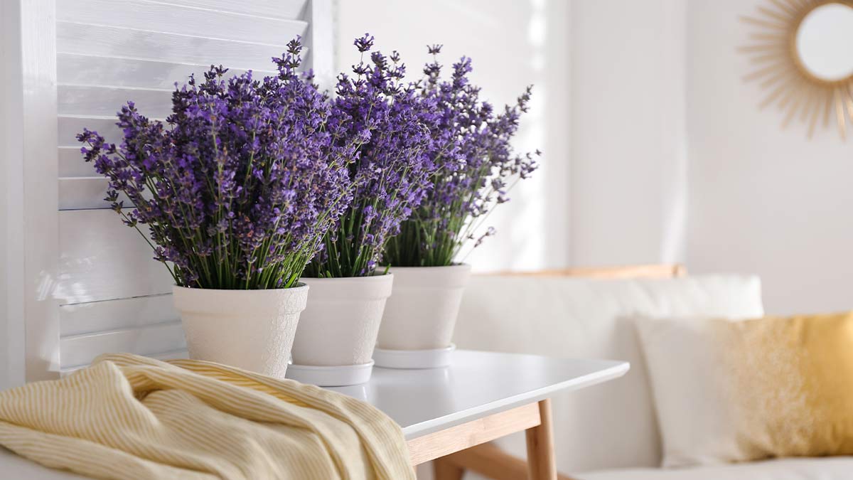 lavender plants that Repel Bugs and Mosquitos
