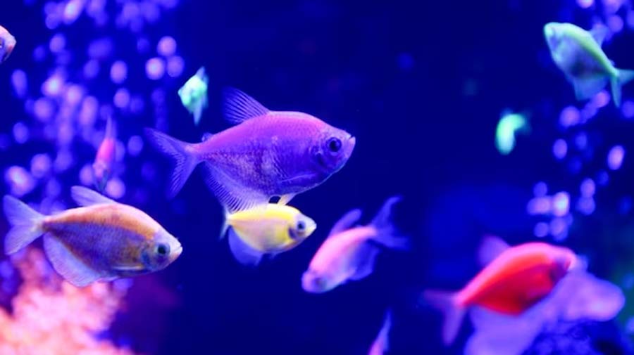 pair fish vastu tips