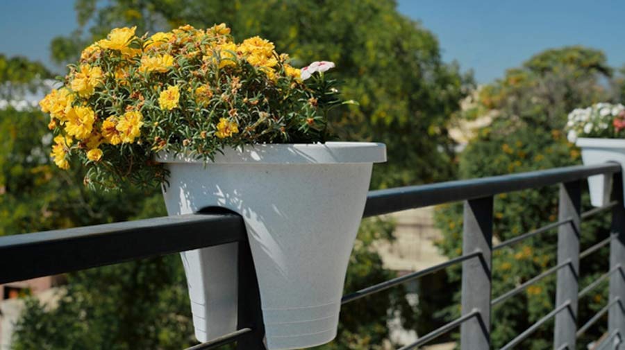 plants on balcony vastu tips