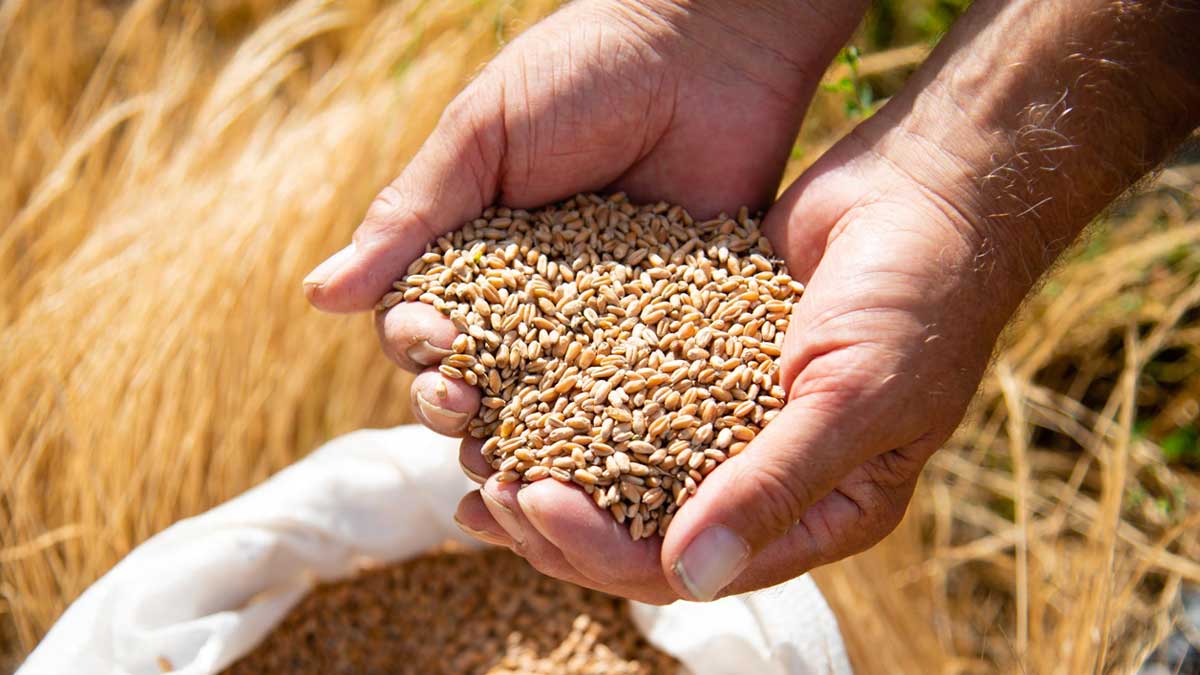 pm garib kalyan annaya yojana