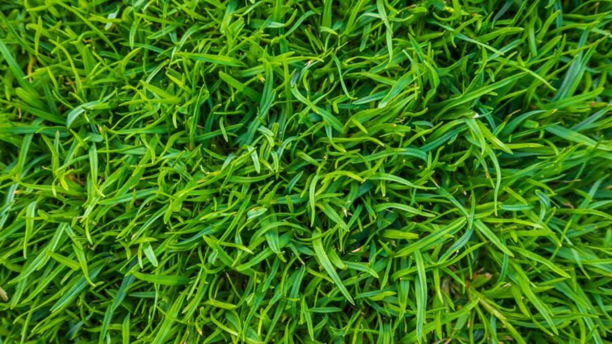 remove crabgrass using baking soda