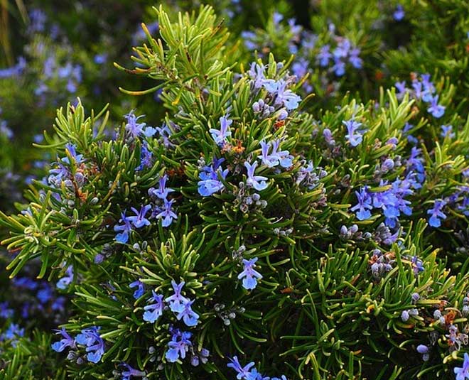 rosemary PLANT